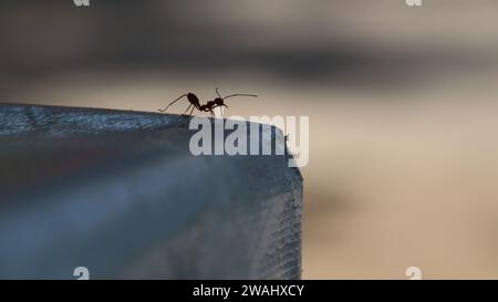 Le formiche rosse cercano cibo. Le formiche da lavoro camminano Foto Stock