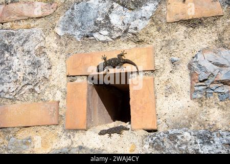 Moorish Geckos sul muro in Italia Foto Stock