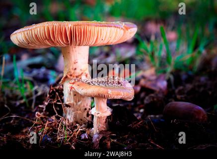 Raccolta di funghi miele (fungo Armillaria mellea) - una famiglia di funghi commestibili in autunno foresta. Foto Stock