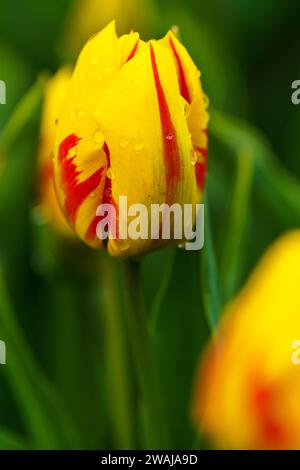 Tulipani gialli con strisce rosse e gocce di rugiada, che spiccano in un vivace campo di tulipani nei Paesi Bassi Foto Stock