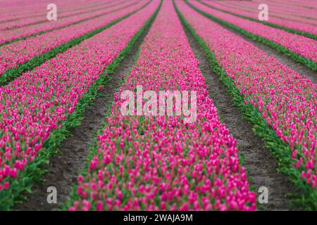 Le infinite file di tulipani rosa in fiore creano un motivo sorprendente in un campo di fiori olandese Foto Stock