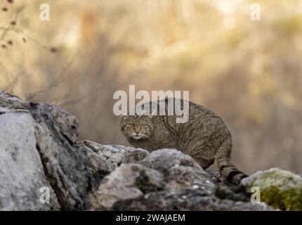 Un gatto selvatico con una fitta pelliccia maculata, si erge in allerta su un affioramento roccioso circondato da una vegetazione rara Foto Stock