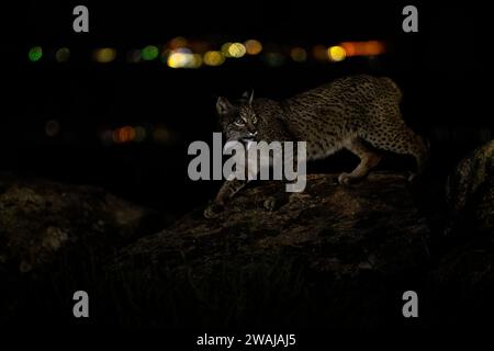 La lince iberica si aggira furtivamente su un terreno roccioso, con luci della città che si illuminano dolcemente in lontananza, incarnando la grazia silenziosa di questi elusi Foto Stock