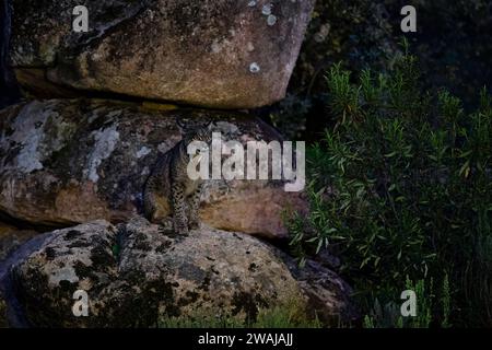 Una lince iberica si erge su un masso di muschio di notte, con lo sguardo intenso che percorre l'ambiente circostante con l'istinto selvaggio intrinseco Foto Stock