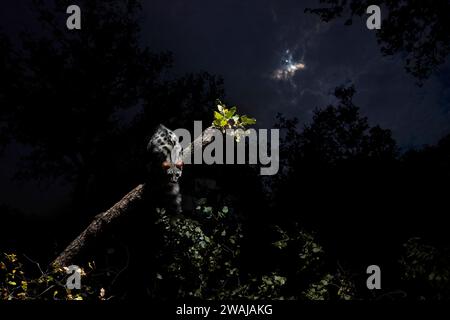 Un lemure si trova su un ramo di albero, illuminato sotto la luce della luna in un buio e misterioso ambiente forestale Foto Stock