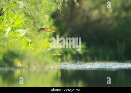 Un discreto scorcio di un airone viola il suo becco appuntito che sporge attraverso la lussureggiante vegetazione sul lungofiume Foto Stock