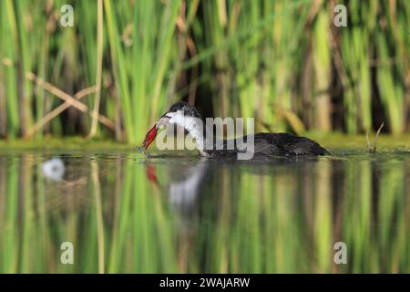 Un giovane Common Coot con il suo caratteristico scudo facciale rosso scivola attraverso le acque calme sullo sfondo di canne verdi verticali Foto Stock