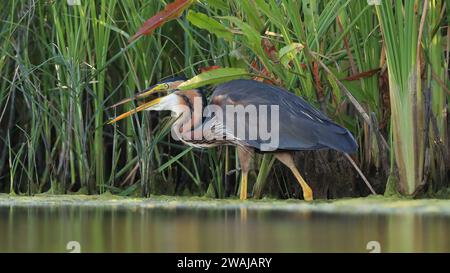 Un airone viola si preserva intricatamente mentre si annida tra le canne sul bordo dell'acqua, mescolandosi nella palude Foto Stock