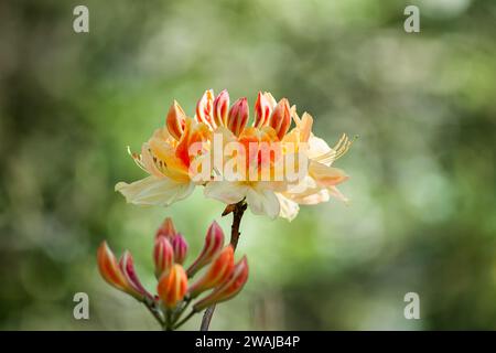 Un fiore di rododendro arancione e giallo in piena fioritura, adagiato su un morbido sfondo verde naturale Foto Stock