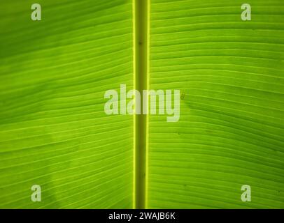 Una vista ravvicinata e dettagliata di una foglia di banana verde, che mostra la sua texture naturale e i motivi evidenziati dalla luce del sole Foto Stock