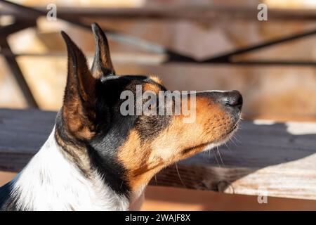 Ritratti di cani, in questo caso una razza Labrador, un altro un cane o un enologo andaluso Foto Stock