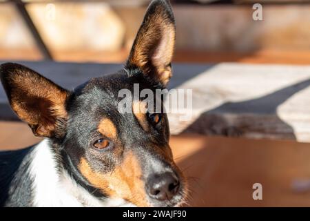 Ritratti di cani, in questo caso una razza Labrador, un altro un cane o un enologo andaluso Foto Stock