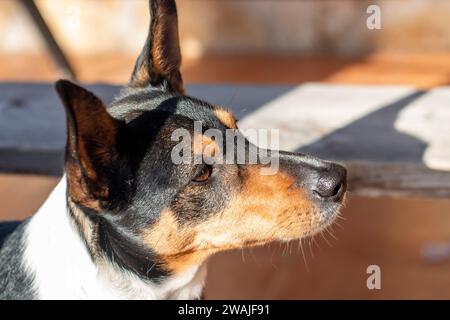 Ritratti di cani, in questo caso una razza Labrador, un altro un cane o un enologo andaluso Foto Stock