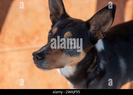 Ritratti di cani, in questo caso una razza Labrador, un altro un cane o un enologo andaluso Foto Stock