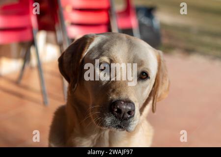 Ritratti di cani, in questo caso una razza Labrador, un altro un cane o un enologo andaluso Foto Stock