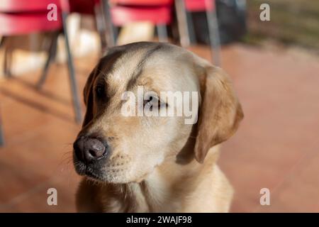 Ritratti di cani, in questo caso una razza Labrador, un altro un cane o un enologo andaluso Foto Stock