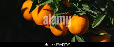 Abbondanza di arance mature appese a un lussureggiante albero verde Foto Stock