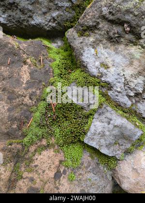 Un primo piano di muschio verde lussureggiante che ricopre le rocce Foto Stock