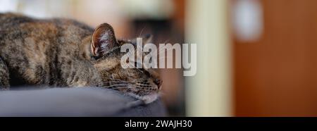 Un gatto domestico avvolto in una posizione rilassata su una sedia in un ambiente accogliente Foto Stock