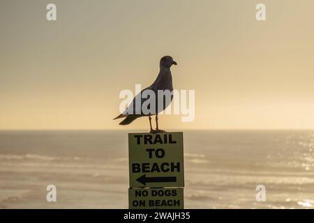 Un gabbiano arroccato sulla cima di un cartello di legno che indica una spiaggia Foto Stock