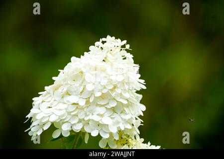 Fiori di ortensia bianchi su sfondo verde scuro. Primo piano dell'impianto di fioritura. Foto Stock