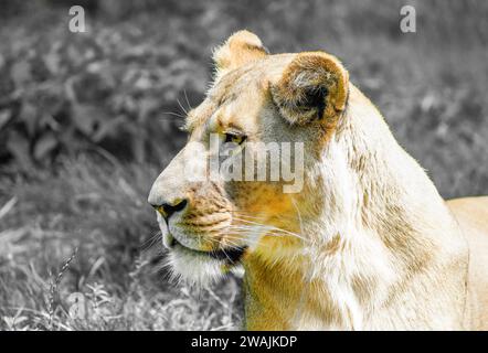 Ritratto di una leonessa. Animale in primo piano. Panthera leo. Grandi specie di gatto. Foto Stock
