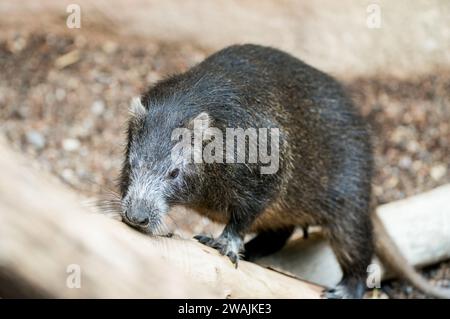 Ritratto di un roditore. Animale in primo piano. Foto Stock