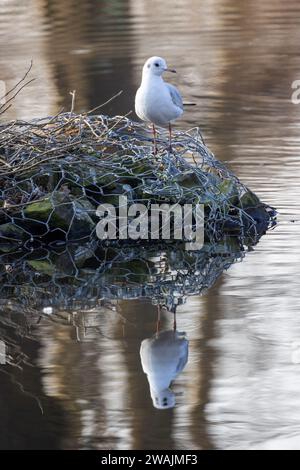 Questa immagine cattura un gabbiano solitario in piedi su quello che sembra essere un nido di ramoscelli, detriti accumulati e materiali probabilmente creati dall'uomo, che riposa in cima a un corpo d'acqua calmo. Le fresche piume bianche del gabbiano contrastano con i materiali del nido aggrovigliati e l'acqua scura, creando una giustapposizione visiva. Il riflesso dell'uccello sulla superficie dell'acqua è quasi simmetrico, fornendo un umore sereno e contemplativo. I dintorni tranquilli e la quiete dell'acqua suggeriscono un momento di pausa nella natura. Solitudine riflettente: Gabbiano su un nido di riposo. Foto di alta qualità Foto Stock