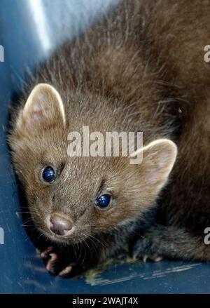 Pine Marten (Martes martes) Kit abbandonato orfano in cura. Foto Stock