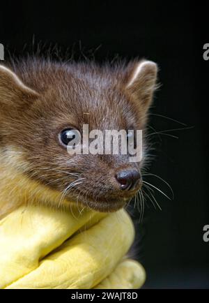 Pine Marten (Martes martes) Kit abbandonato orfano in cura. Foto Stock