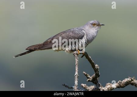 Cucù arroccato su un ramo coperto di lichene Foto Stock