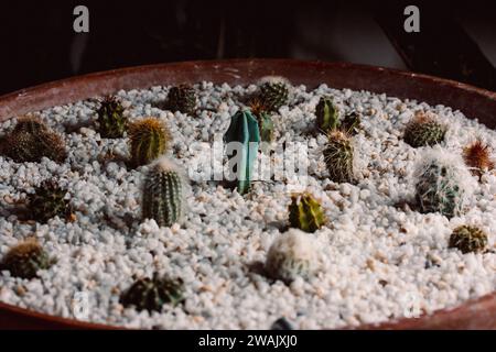 Molti piccoli cactus crescono in un grande recipiente rotondo all'interno. Collezione di cactuses spinosi. Coltivare piante in giardino. Collezione serra. Foto Stock