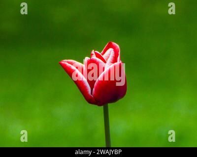 Un primo piano di un singolo fiore rosso brillante che si staglia sullo sfondo di un lussureggiante campo verde di erba Foto Stock