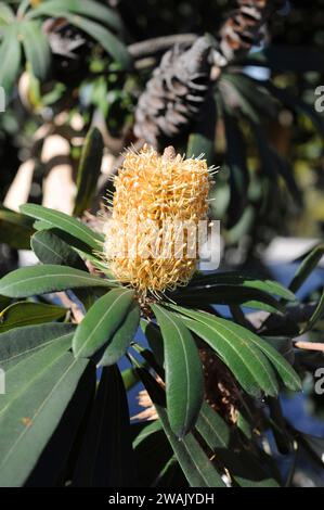 La banksia (Banksia intecgrifolia) è un arbusto sempreverde o un piccolo albero nativo delle coste orientali dell'Australia. Dettaglio di infiorescenza. Foto Stock
