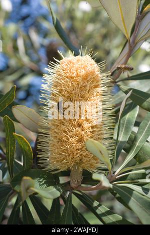 La banksia (Banksia intecgrifolia) è un arbusto sempreverde o un piccolo albero nativo delle coste orientali dell'Australia. Dettaglio di infiorescenza con ape. Foto Stock