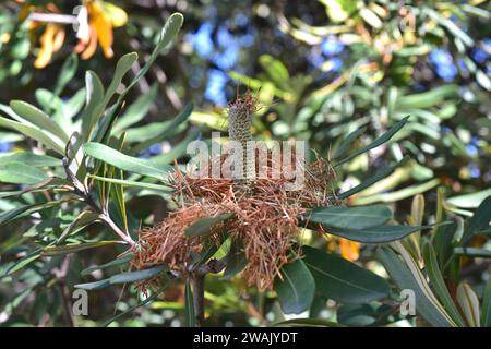 La banksia (Banksia intecgrifolia) è un arbusto sempreverde o un piccolo albero nativo delle coste orientali dell'Australia. Dettaglio di infutescenze giovani. Foto Stock