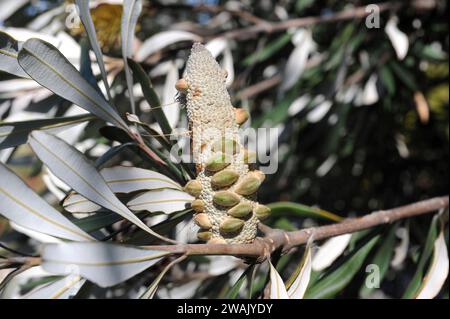 La banksia (Banksia intecgrifolia) è un arbusto sempreverde o un piccolo albero nativo delle coste orientali dell'Australia. Dettaglio Infrutescence. Foto Stock