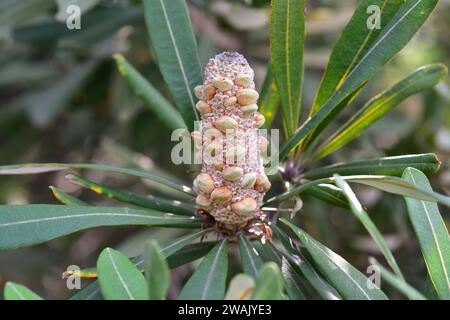 La banksia (Banksia intecgrifolia) è un arbusto sempreverde o un piccolo albero nativo delle coste orientali dell'Australia. Dettaglio Infrutescence. Foto Stock