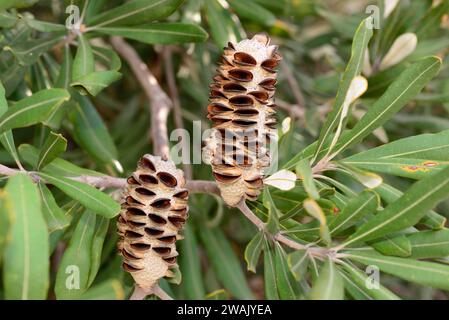 La banksia (Banksia intecgrifolia) è un arbusto sempreverde o un piccolo albero nativo delle coste orientali dell'Australia. Dettaglio Infrutescence con semi. Foto Stock