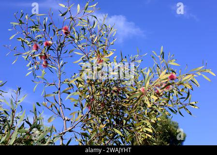 Emu Bush o pincushion (Hakea laurina) è un arbusto o albero originario dell'Australia sud-occidentale. Foto Stock