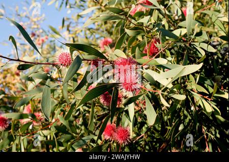 Emu Bush o pincushion (Hakea laurina) è un arbusto o albero originario dell'Australia sud-occidentale. Foto Stock