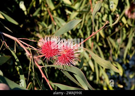 Emu Bush o pincushion (Hakea laurina) è un arbusto o albero originario dell'Australia sud-occidentale. Foto Stock