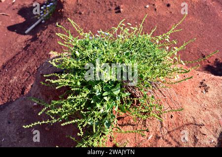 L'orache comune (Atriplex patula) è un'erba annuale originaria dell'Europa, dell'Asia e del Nord Africa. Questa foto è stata scattata a Minorca, Isole Baleari, Spagna. Foto Stock