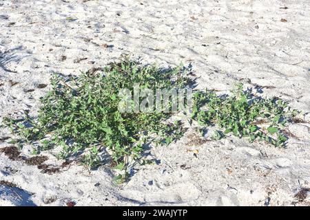 L'Atriplex prostrata è un'erba annuale originaria dell'Eurasia, del Nord Africa e del Nord America. Questa foto è stata scattata nella spiaggia di Falsterbo, S Foto Stock