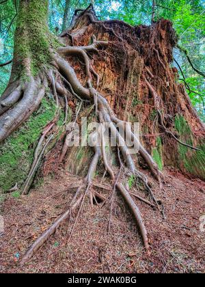 Un albero maestoso con le sue radici esposte, alto di fronte a un ceppo di alberi stagionati e consumati Foto Stock