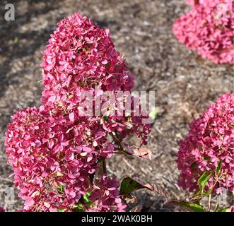 Hydrangea paniculata Raspberry Pink che cresce nel giardino britannico settembre Foto Stock