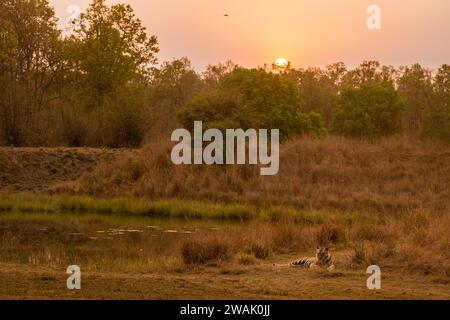 tigre selvaggia del bengala maschile o tigri del panthera riposando al tramonto vicino al corpo d'acqua o allo stagno al crepuscolo serale durante la calda stagione estiva safari a bandhavgarh Foto Stock