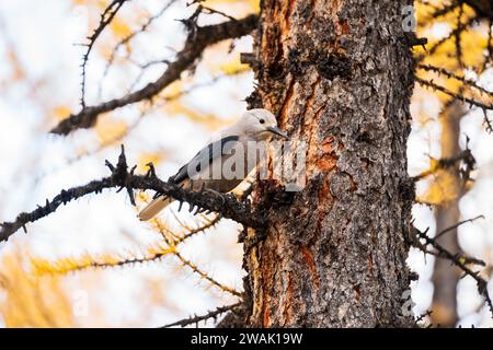 Lo schiaccianoci di Clark ( Nucifraga columbiana ) arroccato su un ramo di larice giallo. Larch Valley, Banff National Park, Canadian Rockies, Alberta, Canada Foto Stock