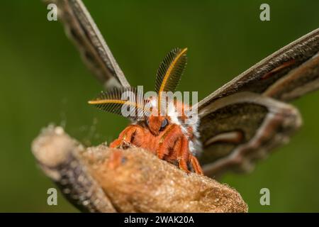 Cecropia Moth - Hyalophora cecropia Foto Stock
