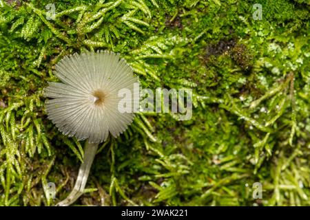 Plissettato Inkcap - Parasola plicatilis Foto Stock